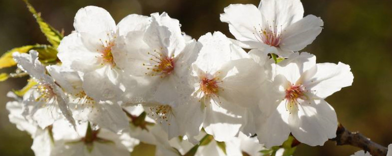 中国樱花开花时间