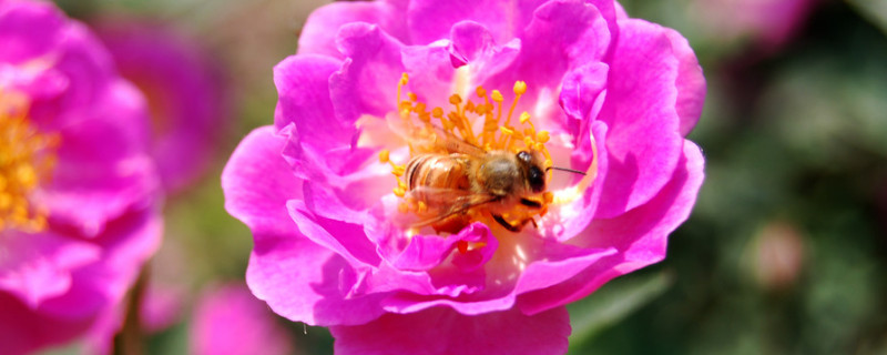 月季花长虫子怎么治（月季花的害虫怎么治）