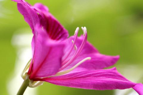 紫荆花的有几个花蕊
