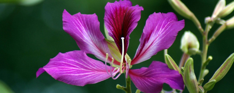 紫荆花和羊蹄甲是一种花吗 紫荆花和羊蹄甲花的区别