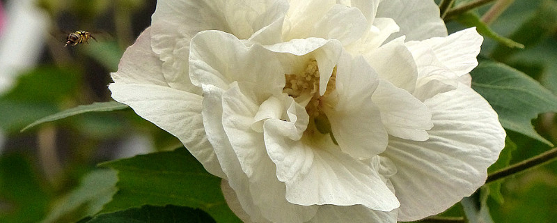 芙蓉花种子什么时候种