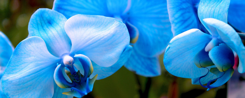 天蓝色的蝴蝶兰代表什么 蝴蝶兰图片蓝色和白色