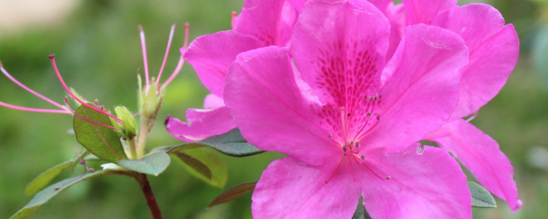 秋季杜鹃花怎样施肥