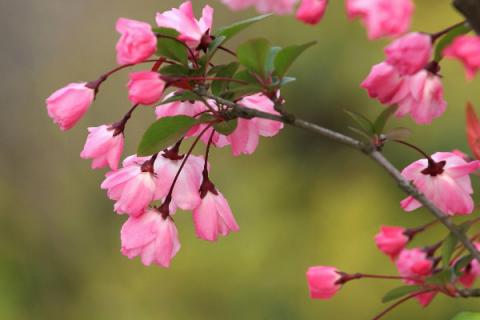 樱花和海棠花区别