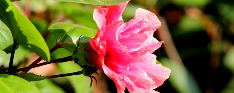 芙蓉花长长就死是咋回事（芙蓉花死了还能活吗）