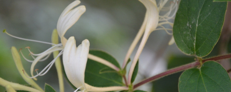 金银花如何缓苗