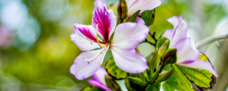 紫荆花的播种方法 紫荆花播种时间