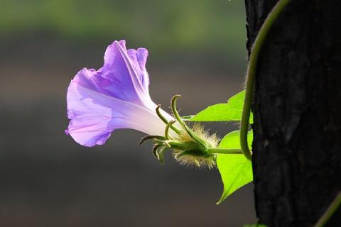 牵牛花的颜色变化原因