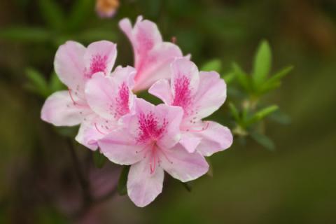 杜鹃花的花开的小怎么回事