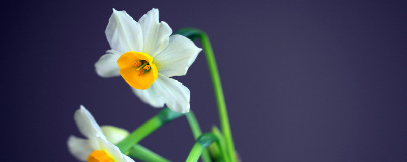 水仙花东倒西歪怎么办（水仙花歪了怎么办）