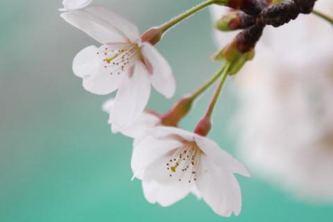 樱花秋天开吗