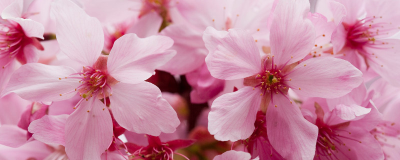 樱花春夏秋冬的变化（樱花树春夏秋冬的变化）