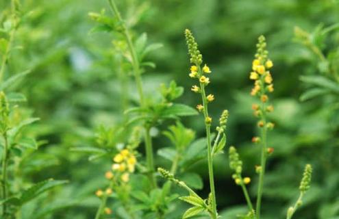 小花龙芽草