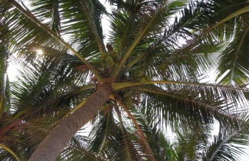 椰子树品种图片大全（椰子树图片大全大图片欣赏）