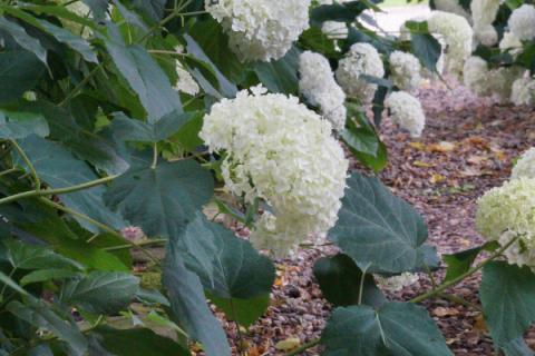 绣球花秋冬季节怎么养护