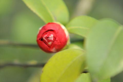 茶花怕冻吗