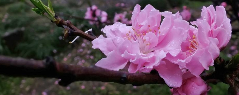 桃花夏天开吗