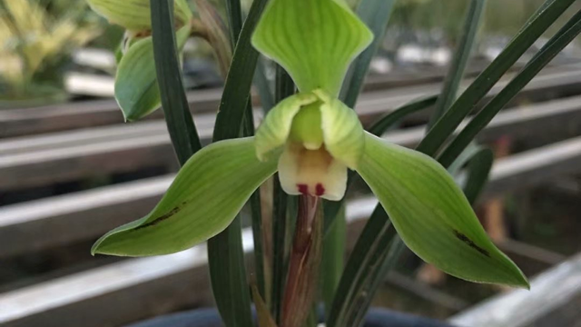 养兰花最简单的植料（养兰花最简单的植料是什么）