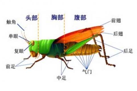 蝗虫的呼吸器官是什么 蝗虫进行呼吸作用的器官