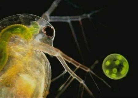 水蚤的养殖方法 家庭水蚤最新养殖技术