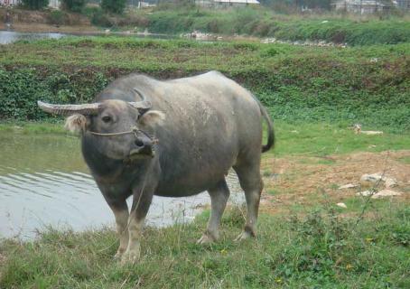 中国水牛（中国水牛和非洲水牛的区别）