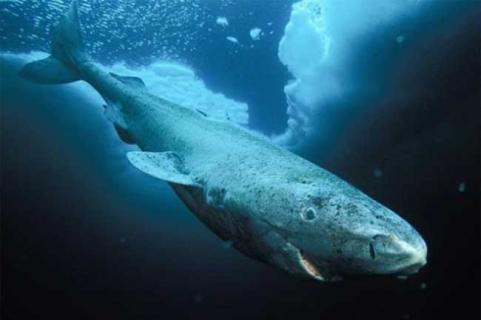 格陵兰鲨鱼（格陵兰鲨鱼寿命）