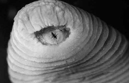 暴龙水蛭的生活习性及图片 水蛭身体呈什么形状