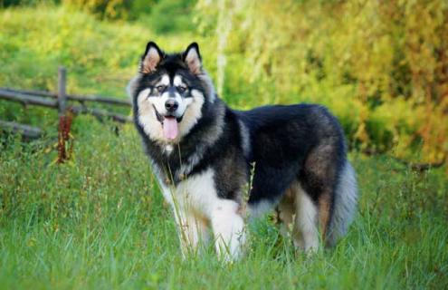 阿拉斯加犬