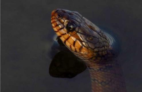 水蛇种类图片