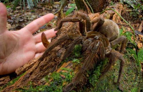 亚马逊巨人食鸟蛛