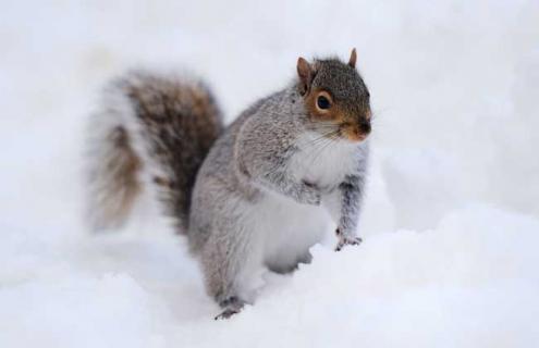 雪地松鼠养殖方法