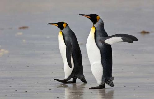 企鹅有哪些天敌 小企鹅的天敌是什么