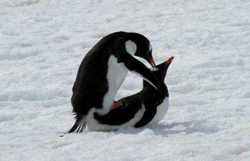 企鹅一般在几月份产卵 企鹅一般在几月份产卵呢