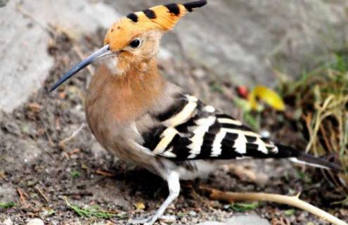 啄木鸟吃什么食物（刚生出来的啄木鸟吃什么食物）