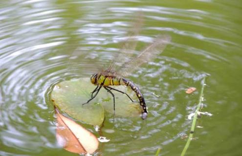 蜻蜓点水是为了什么（蜻蜓点水是为了什么,蚂蚁能原路返回是靠什么）