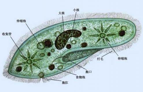 草履虫的生殖方式（草履虫的生殖方式和适应环境的方式）