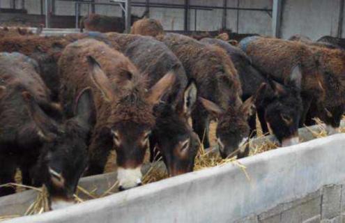 养10头肉驴一年多少利润