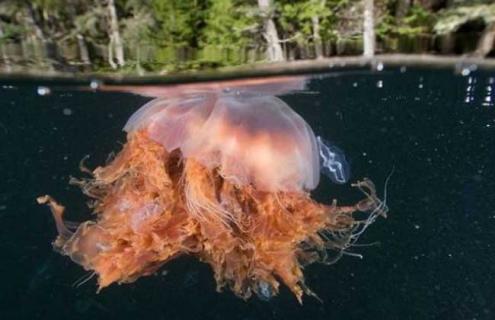 巨型深红水母有毒吗 毒性最强水母是什么