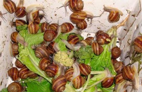 养殖蜗牛如何提高成活率 蜗牛养殖怎么养殖蜗牛