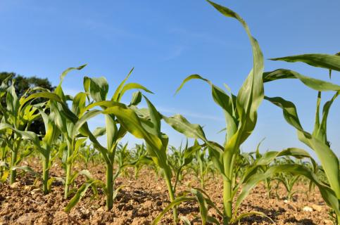 农业农村部玉米专家指导组：2021年东北地区玉米苗期田间管理技术意见