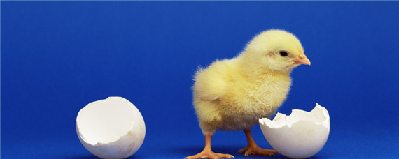 孵化小鸡温度多少湿度多少最合适 孵小鸡温度和湿度的要求