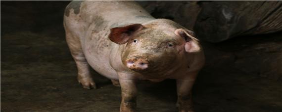 活猪出肉率计算公式 生猪出肉率成本核算