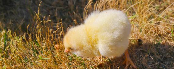 水床孵化小鸡1到21天温度怎么调节 水床孵化小鸡1到21天温度怎么调节视频