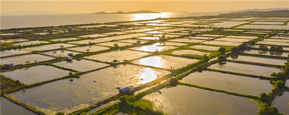 鱼塘水面有一层绿色油膜怎么去除 怎样去除鱼塘水面的水油膜?