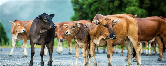 德国弗莱维赫牛品种特征介绍 弗莱维赫奶牛的特点