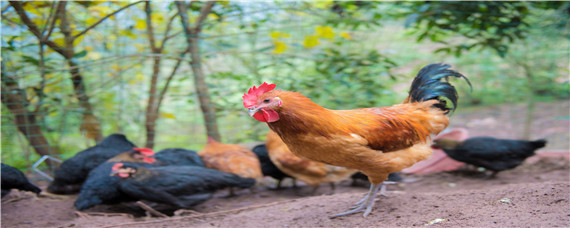 散养土鸡怎么养殖 散养土鸡的养殖方法