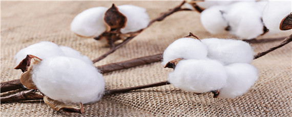 棉花僵苗的成因是什么 棉花棉苗立枯病