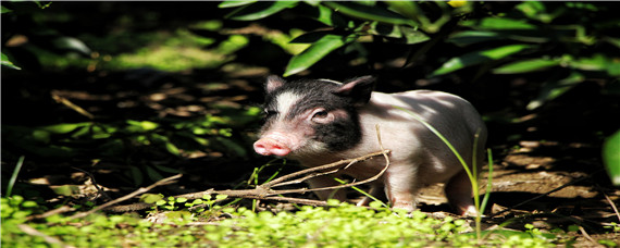 香猪几个月能繁殖 香猪母猪能繁殖几年