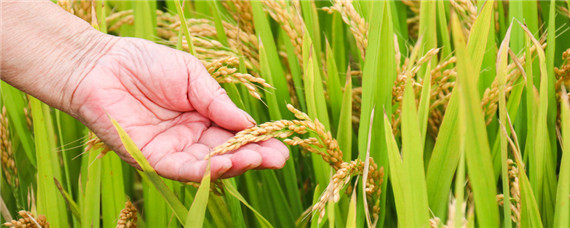 影响农产品质量安全的因素有哪些（影响农产品质量安全的因素有哪些?）
