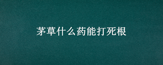 茅草什么药能打死根（茅草根用什么药水清除）